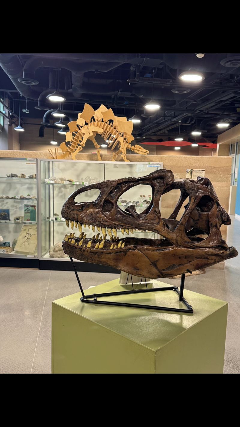 Dinosaurs, Desert Critters, And The Origen Museum