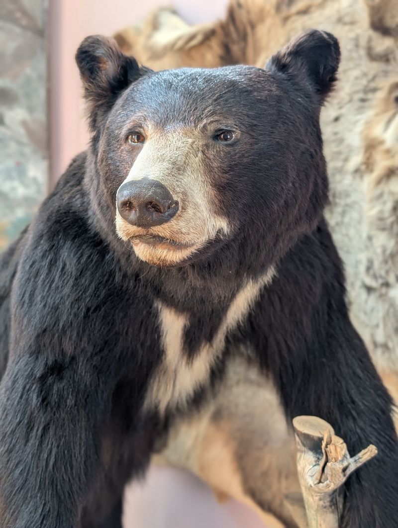 Furry, Finned, And Friendly Faces In The Lobby