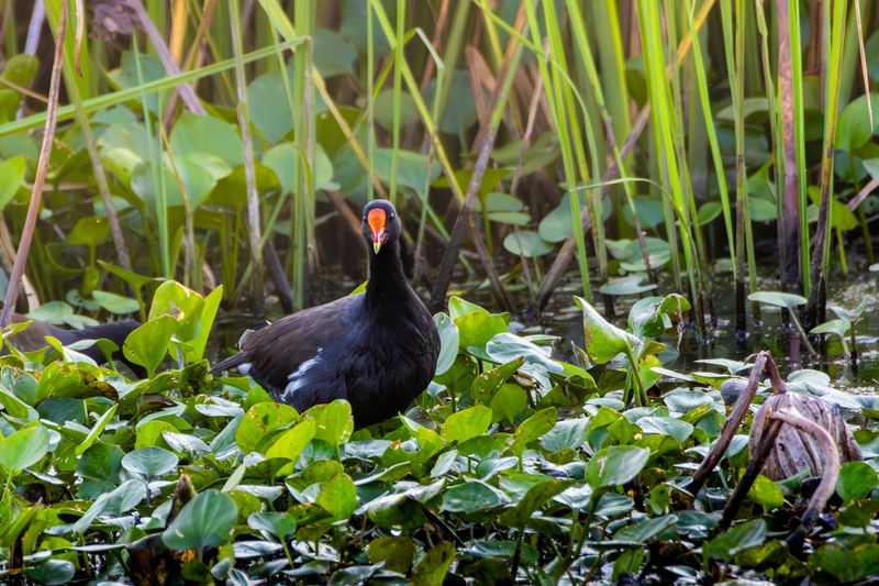 Over Two Hundred Bird Species
