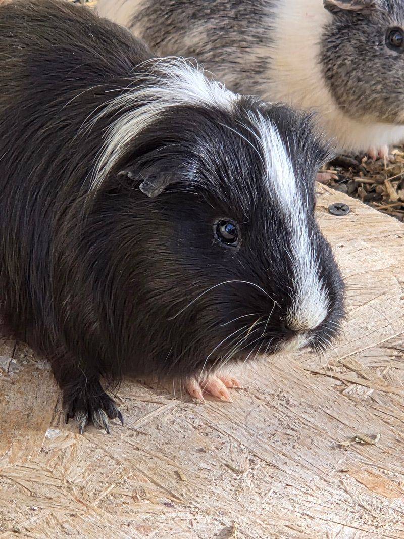 Goats, Piglets, And Tiny Cuddle Buddies