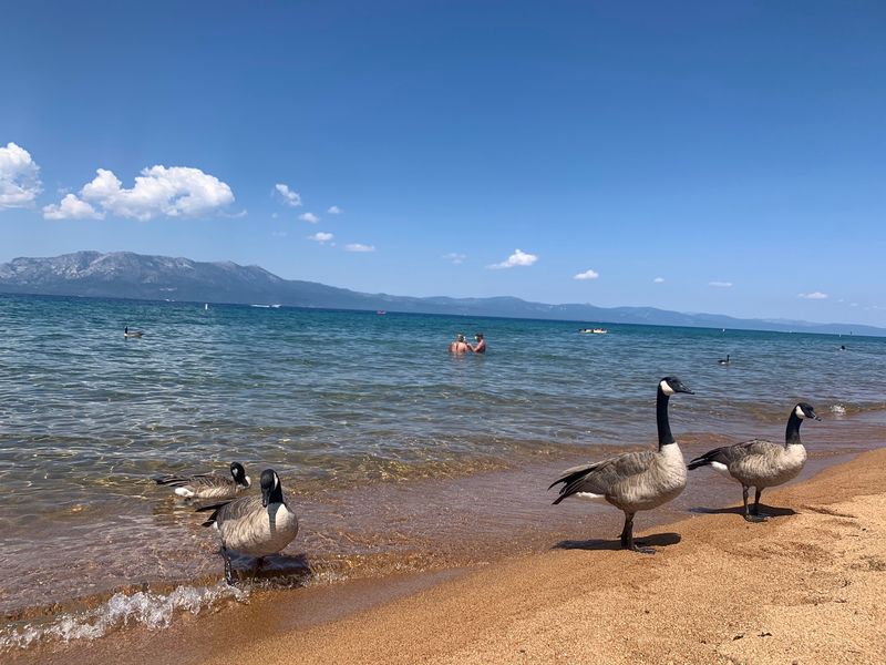 Dogs, Geese, And Beach Manners