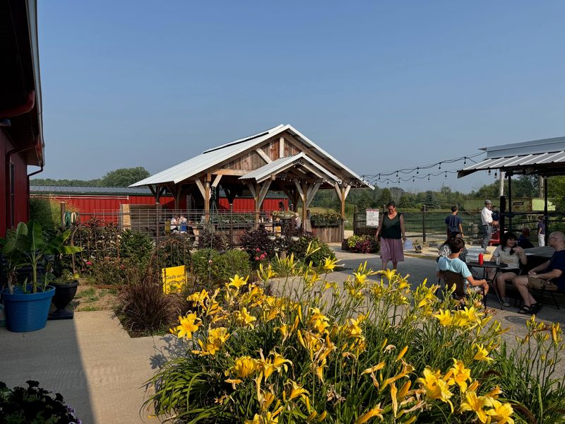 Sunny Evenings Belong Out On The Farmstead Grounds