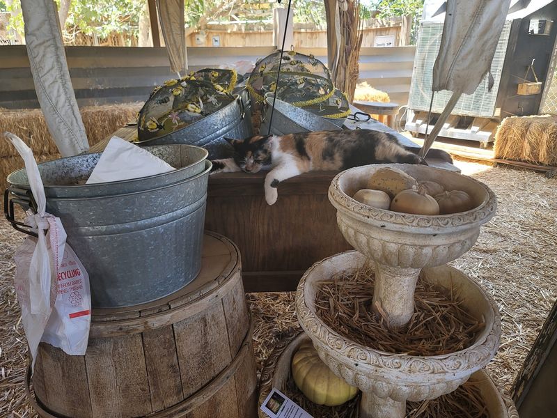 The Las Vegas Farm