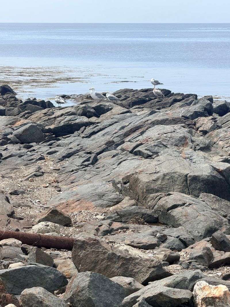 Seals Shipwrecks And Wild Things Everywhere