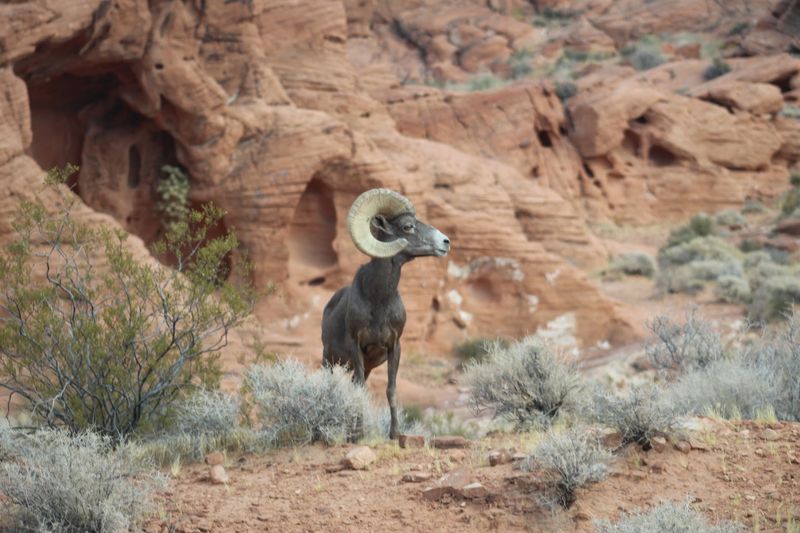 Keep Your Eyes On The Rocks For Bighorn Sheep