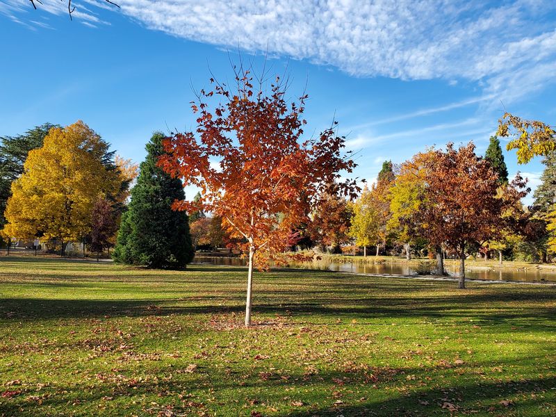 The Great Pumpkin Festival At Idlewild Park, Reno
