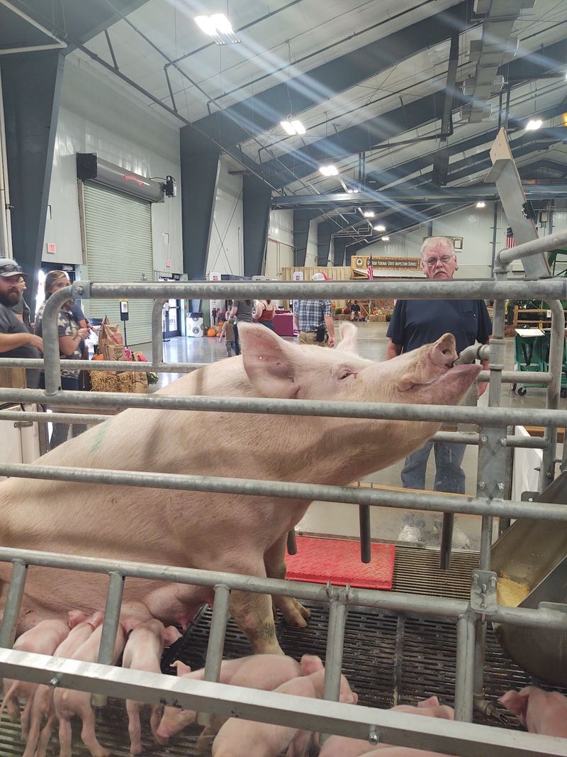 Racing Pigs And Barnyard Fun Between Bites