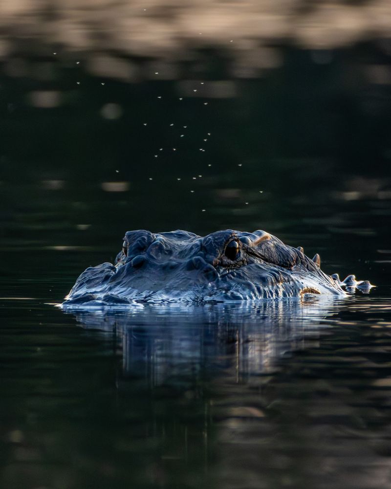 Alligators in the Refuge Waters