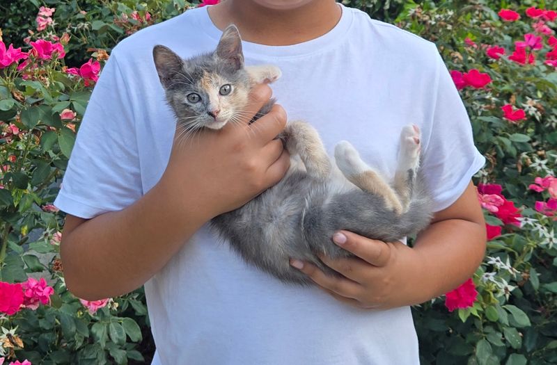 Volunteers Keep The Purrs Going