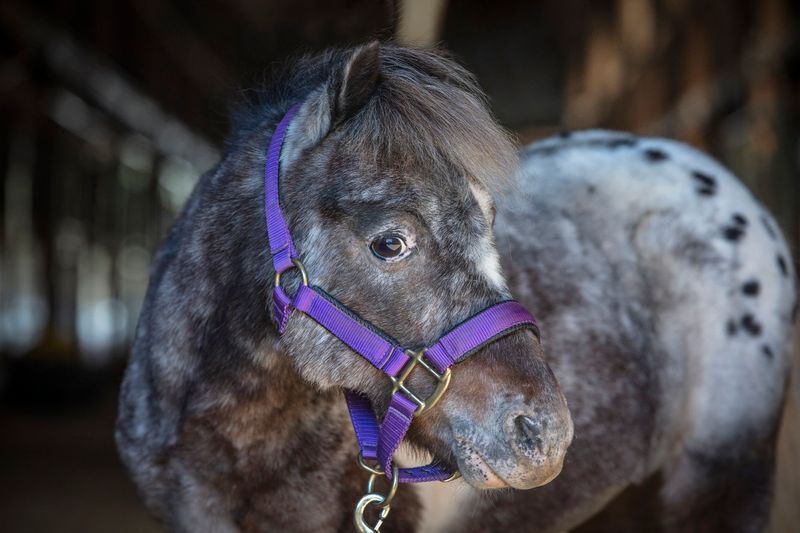 Your Next Bridle Might Come From The Tack Shack