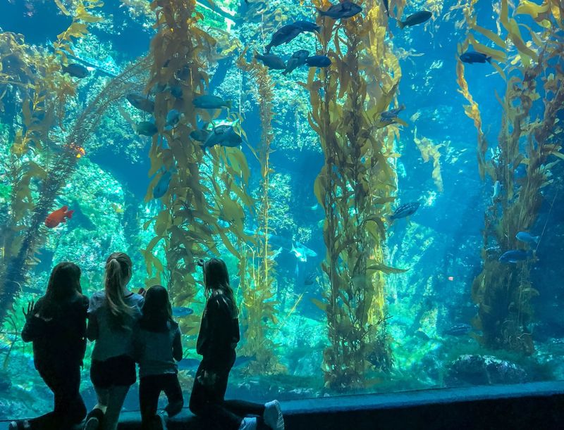 Look Up, Way Up, At The Two-Story Kelp Forest