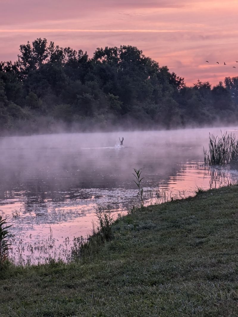 Set Your Alarm Early Because Eagles Keep Morning Hours