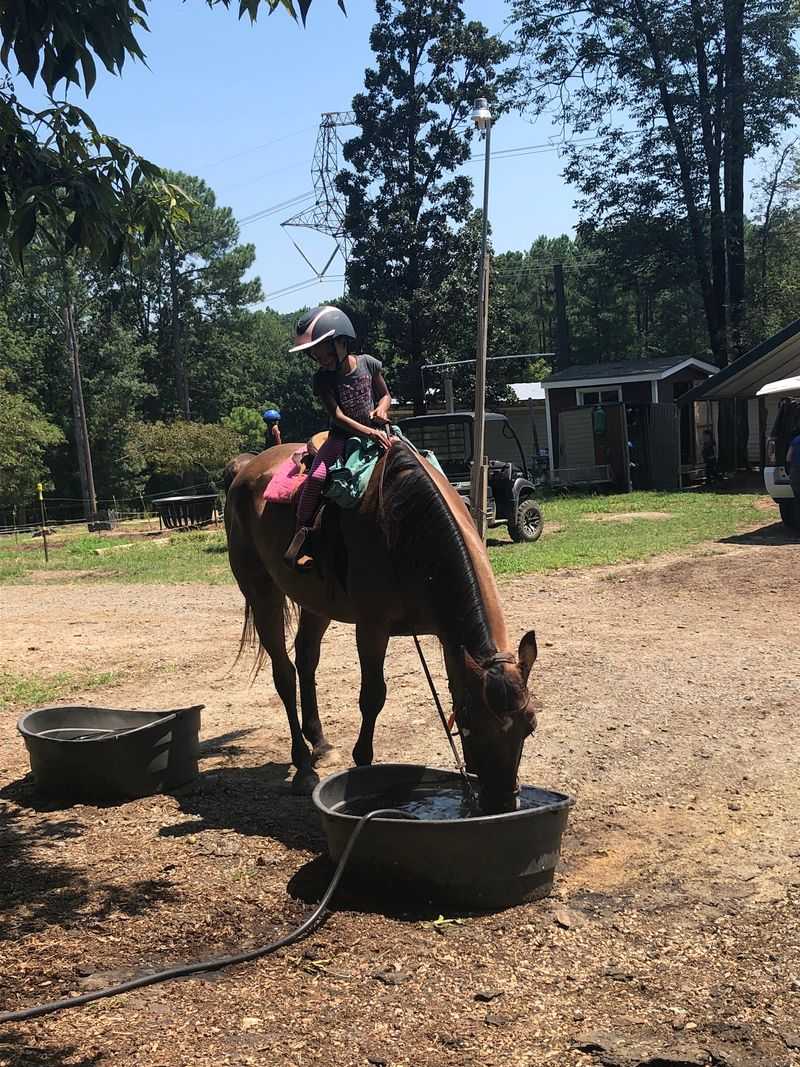 Why Horse Care Comes First Here