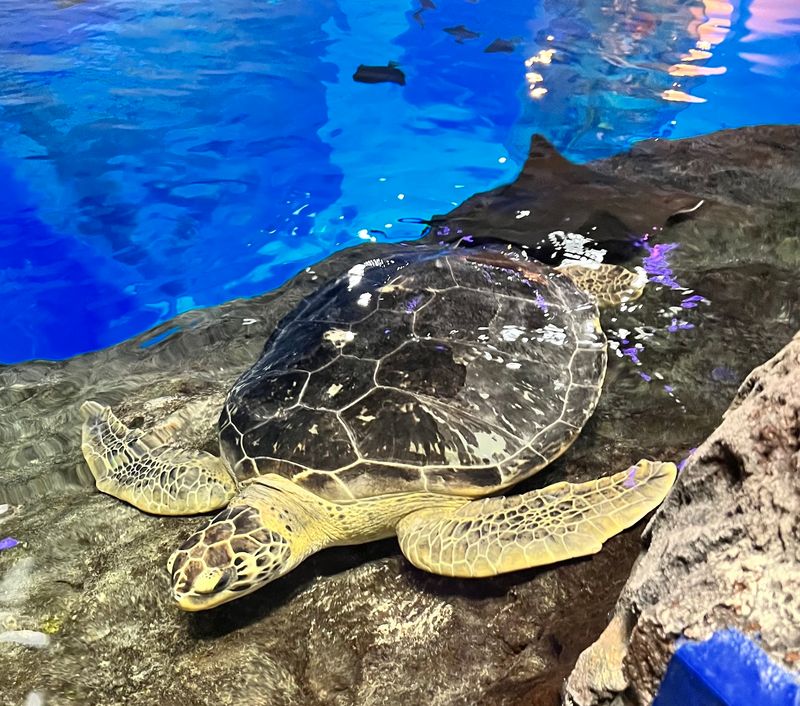 Why Sea Turtles Need A Second Chance