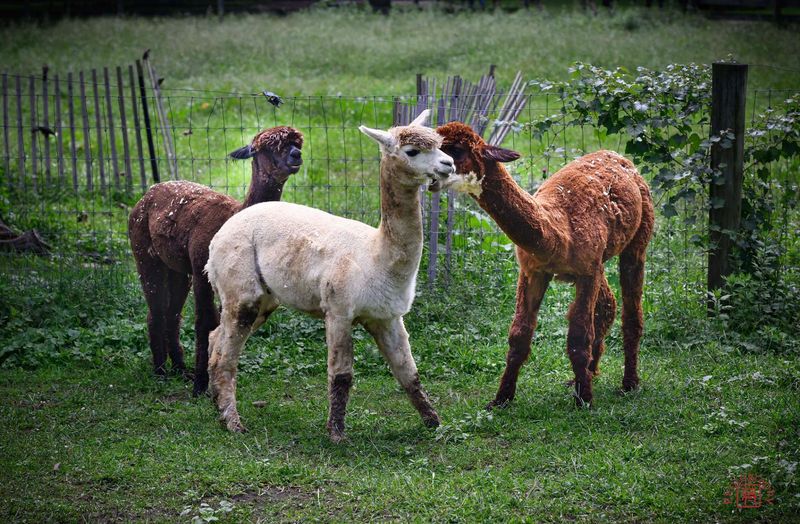 Queens County Farm Museum - Queens