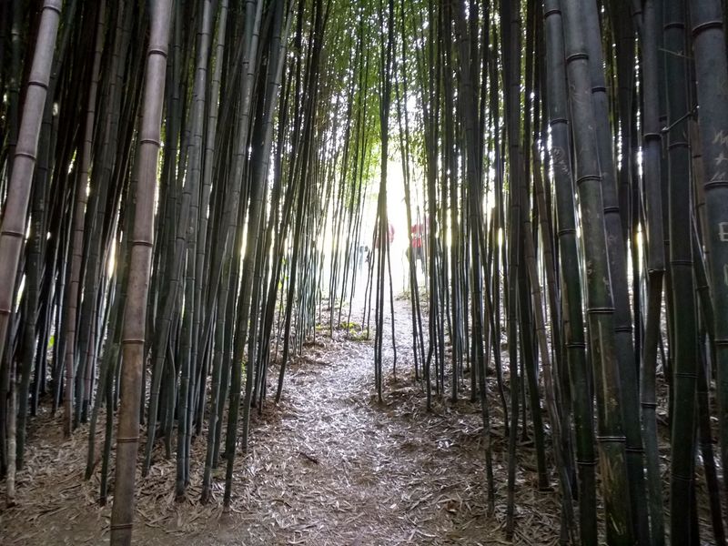 Into The Bamboo Forest