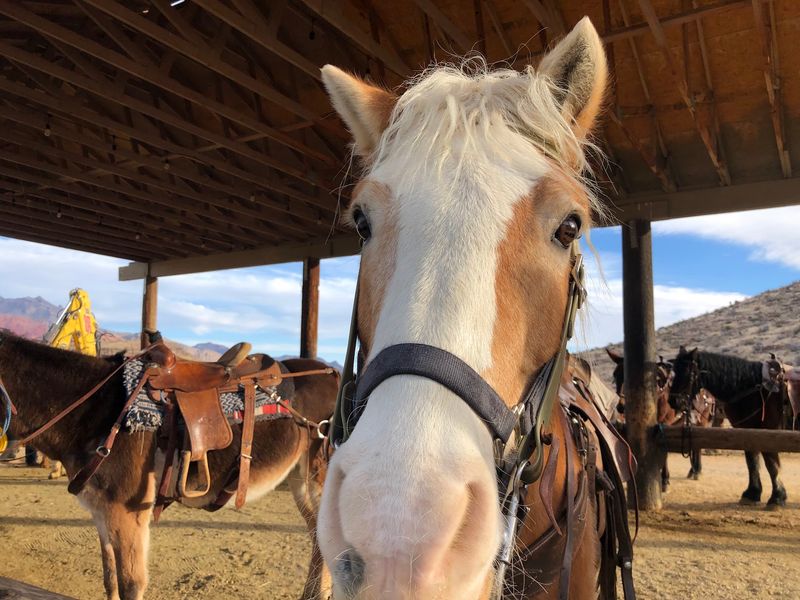 Meet The Mules Of The Desert