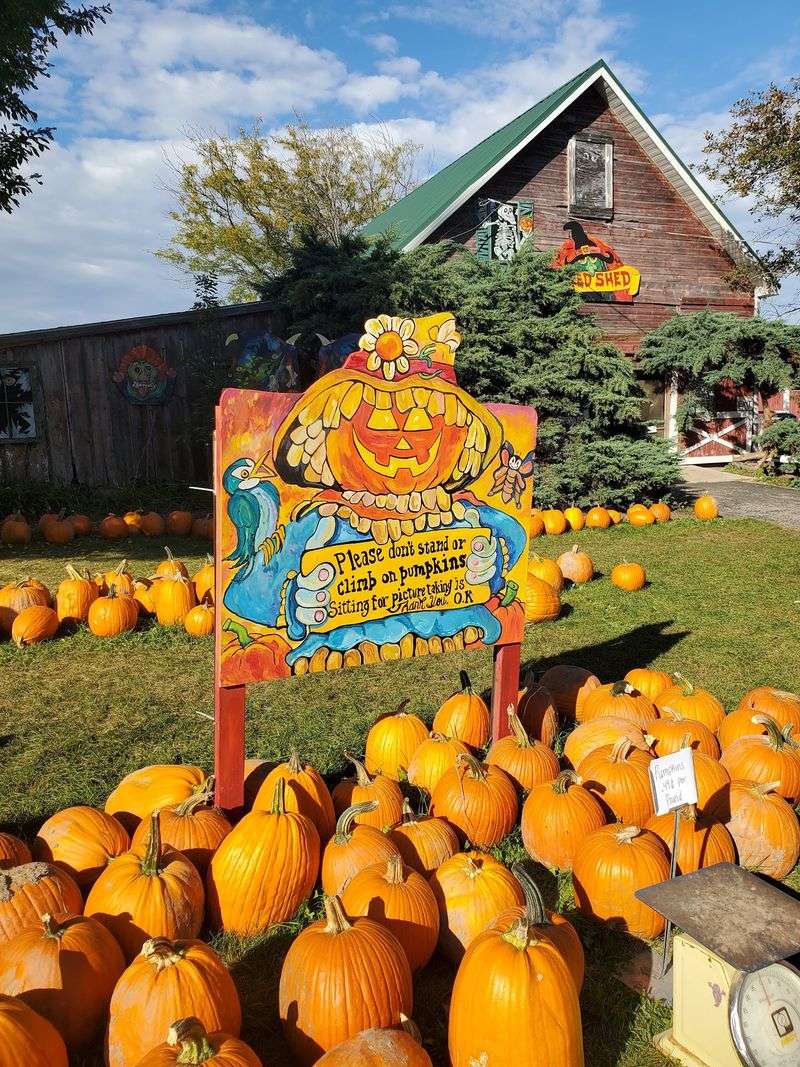 The Pumpkin Patch, Caledonia, IL