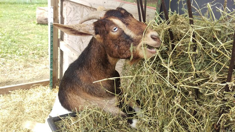 Goats, Chickens, And A Pocketful Of Dimes