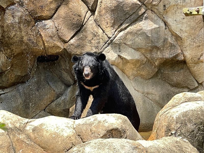 Wilderness Mississippi And Homegrown Wildlife