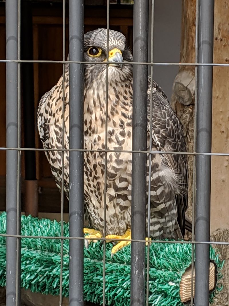 Birds of Prey, Porcupines, and Smaller Stars
