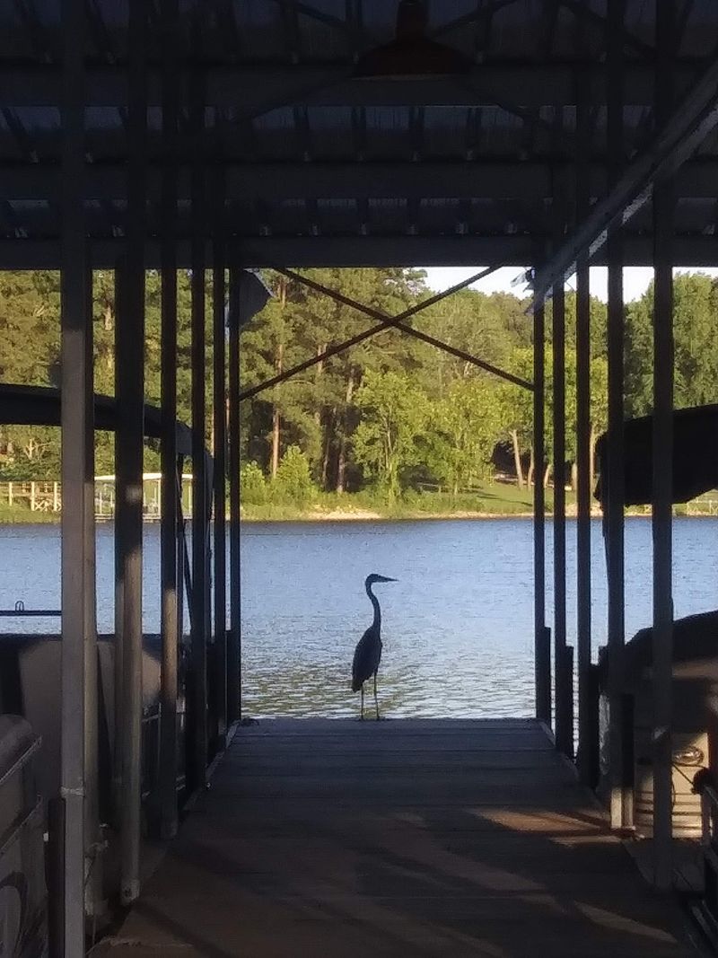 Fish, Turtles, And Ducks As Dinner Company