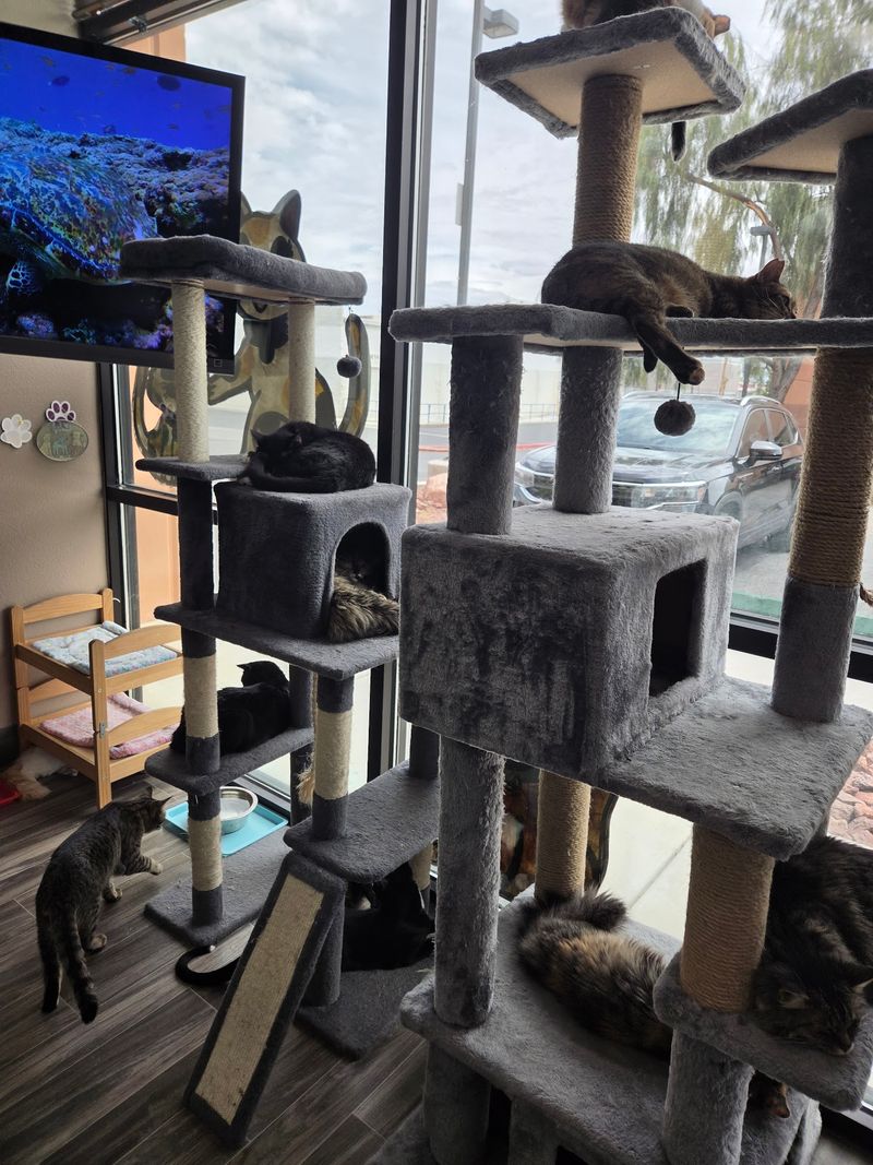 Free-Roaming Cats Rule The Adult Cat Room