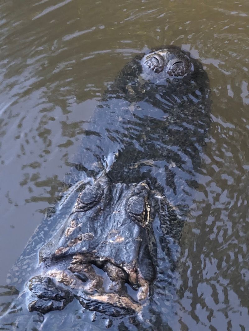 Gators, Turtles, And Shy Neighbors