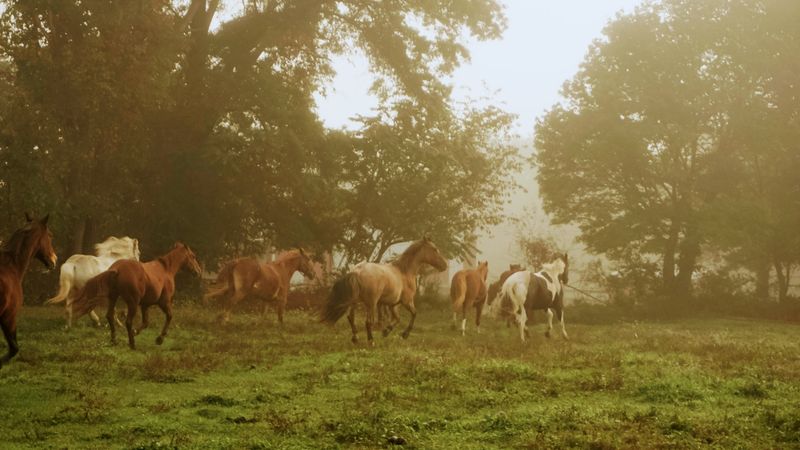 Cow Sorting, Sunset Yoga, And Other Surprises