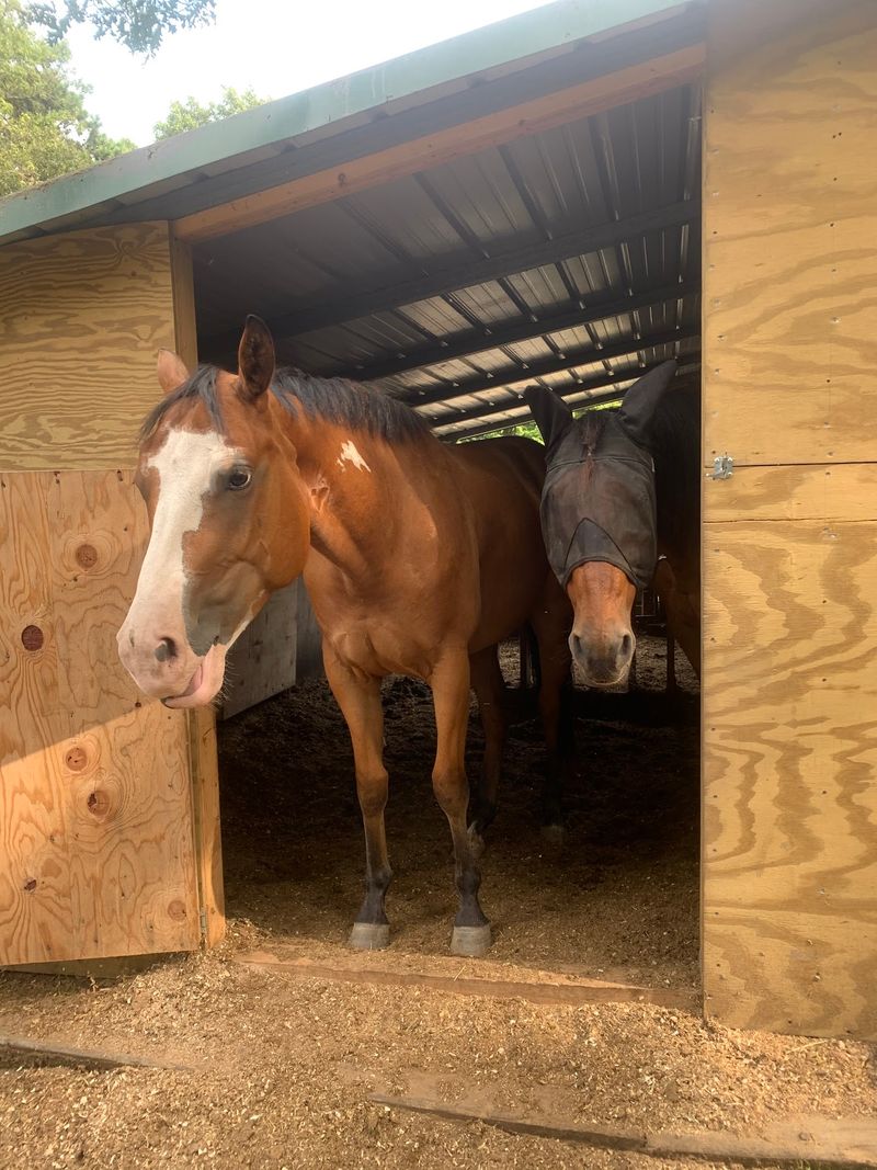 Horse Owners Can Find A Home Base Here Too