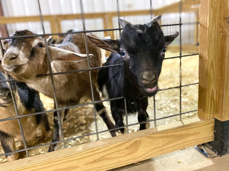Lorikeets, Lemurs, and the Petting Barn