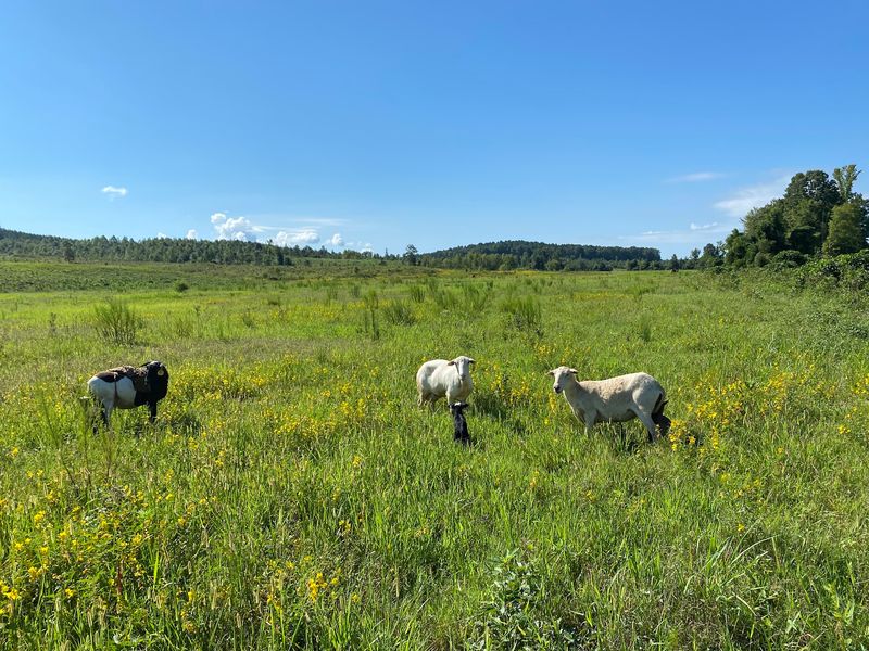 Etta Hills Farm, Etta, MS
