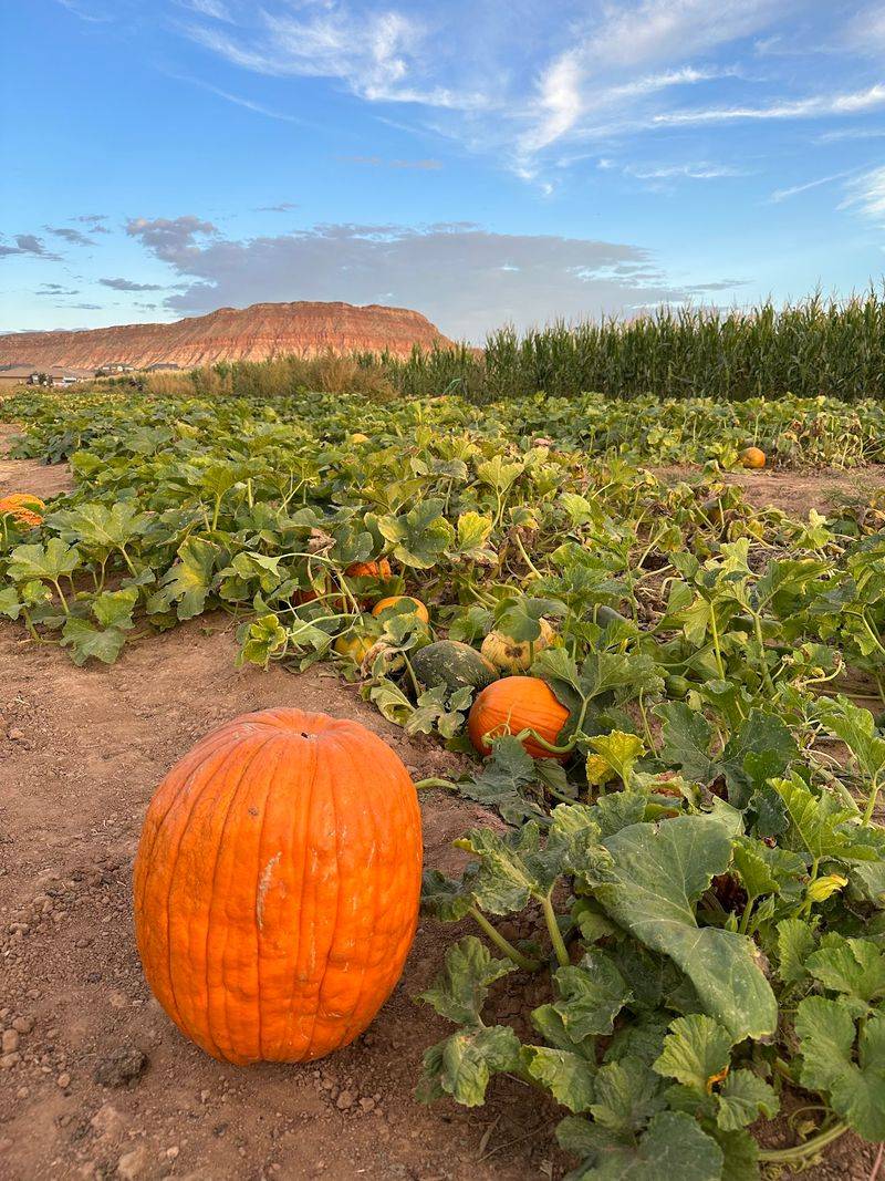 Staheli Family Farm