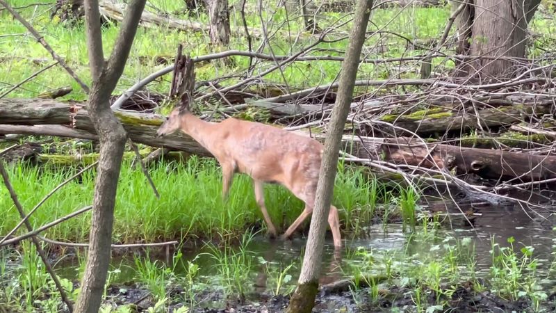 Bring Binoculars Because 160 Bird Species Have Been Spotted