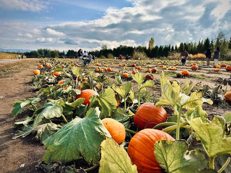 The Biggest Pumpkin Patch In The County Is Right Out Back