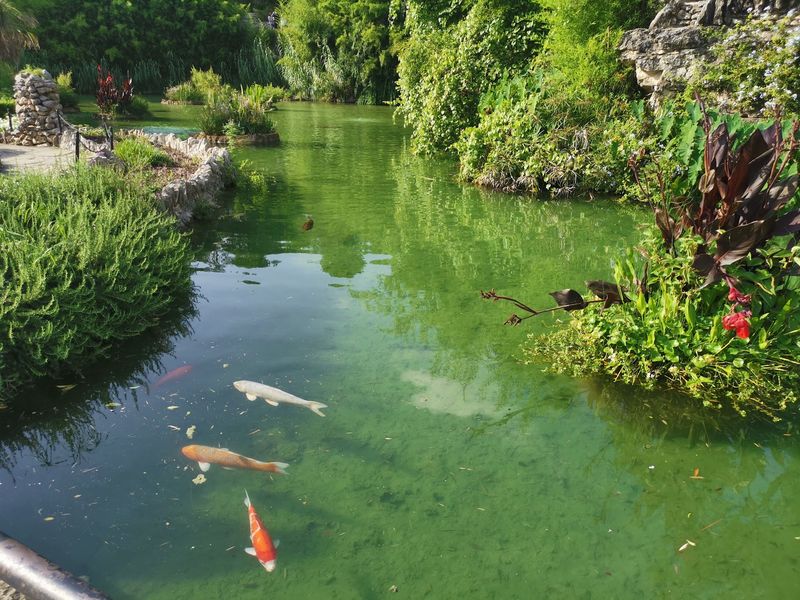Koi, Turtles, And Pond Life