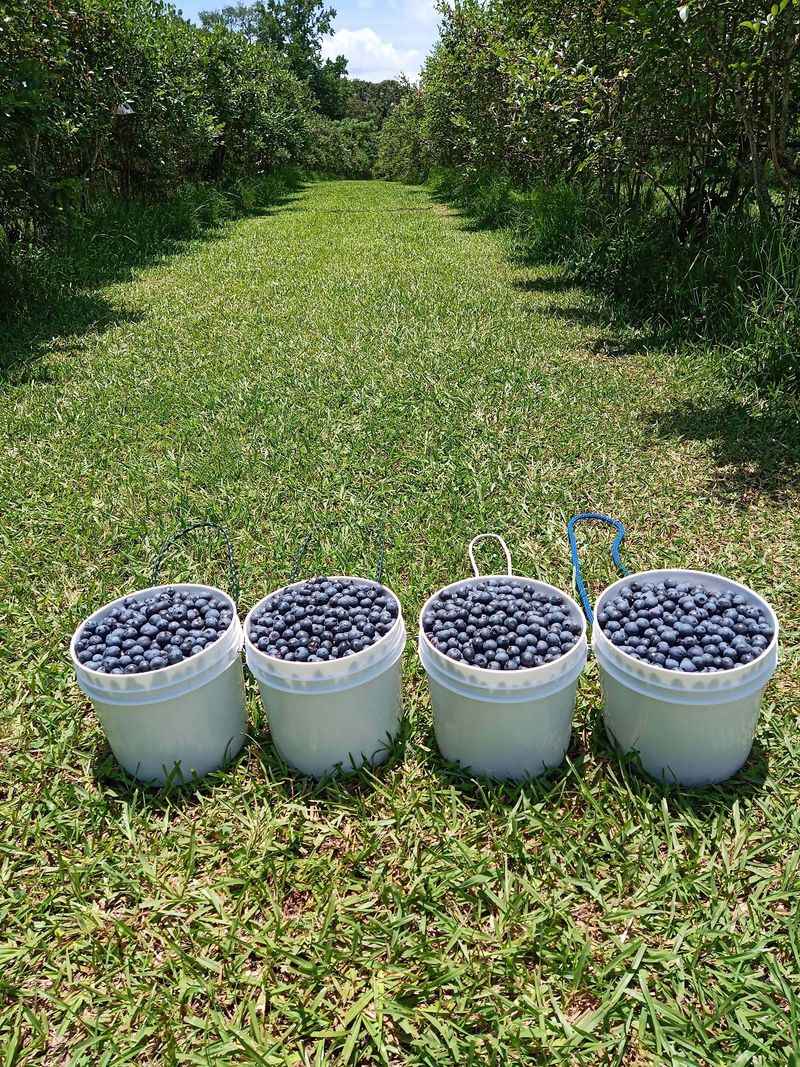 Country Blueberry Farm Outside Crystal Springs
