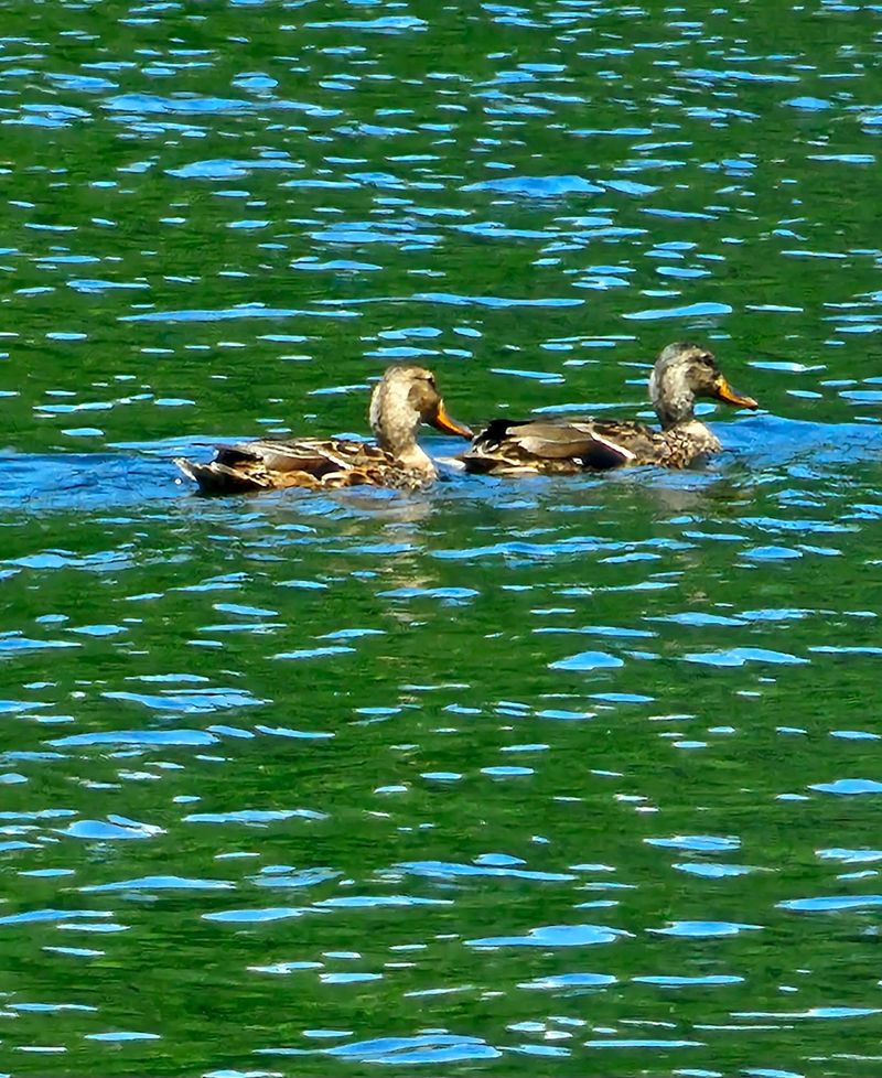 Keep Your Eyes Peeled For Beavers And Herons