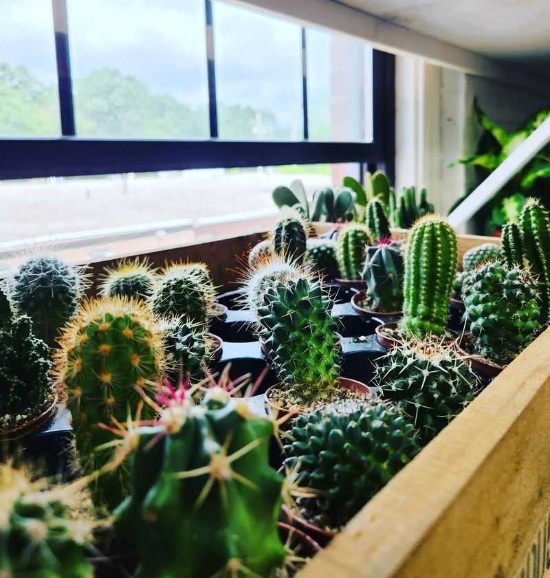 Candles, Soaps, And Plants Can Turn A Bad Week Around