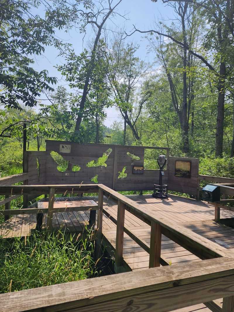 Turtles Sunbathe While You Spy Through Free Binoculars