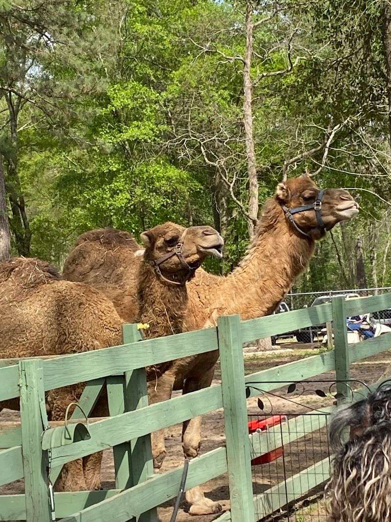 Camels, A Zebra, And Goats Steal Scenes Too