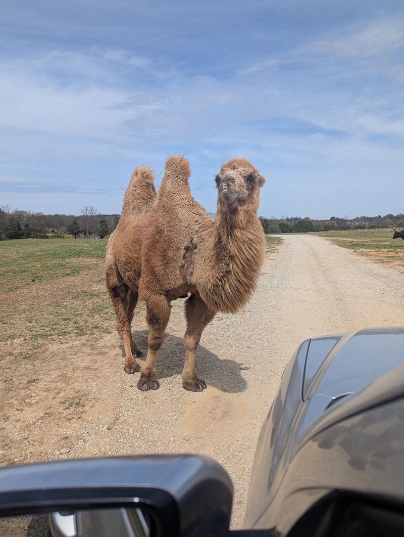Rolling Through the Drive-Through Safari