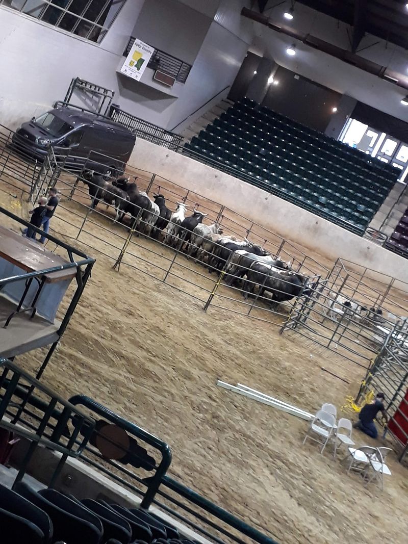 Eight Seconds on the Rankest Bulls