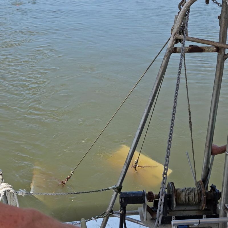 Dropping the Net and Hauling It Home