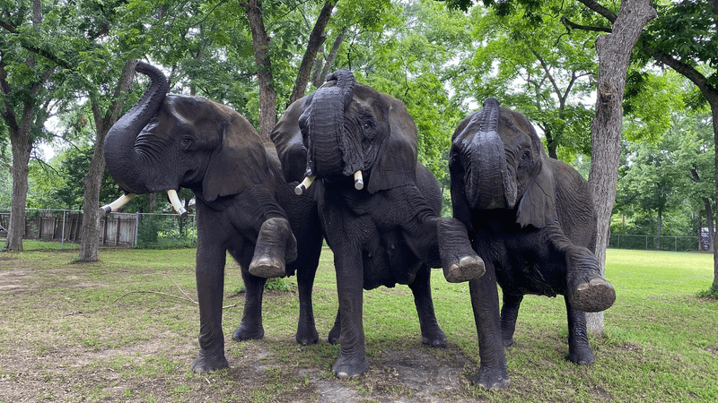 Five Decades Of Elephant Know-How Live Here