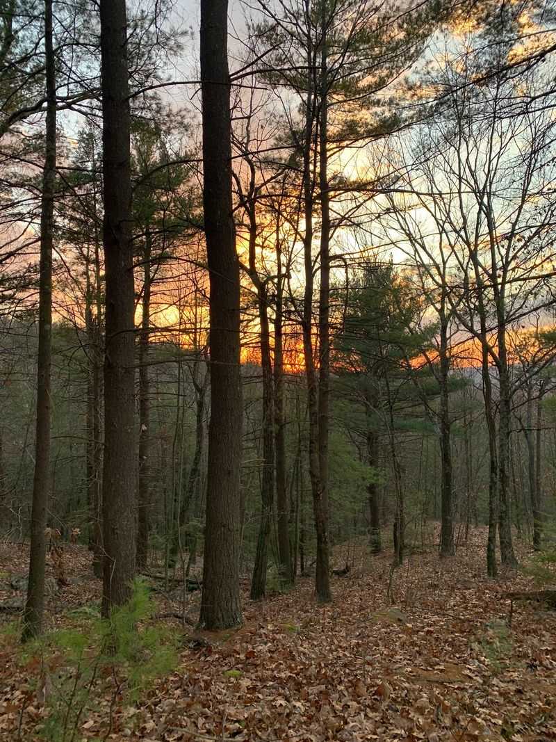 Southern Edge Of Huckleberry Ridge State Forest