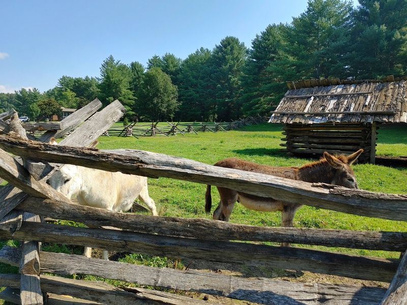 Kids Get Splashing Water, Farm Animals, And A Stage