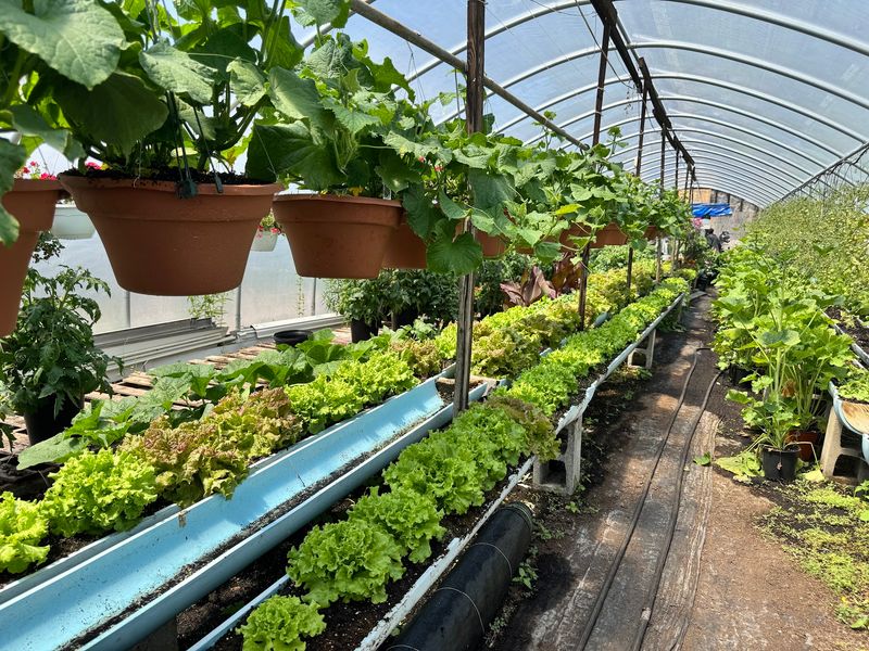 Lansing Farm Market & Greenhouses - Niskayuna