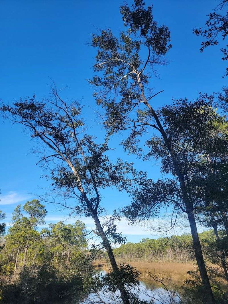 Heron Bayou From Two Angles