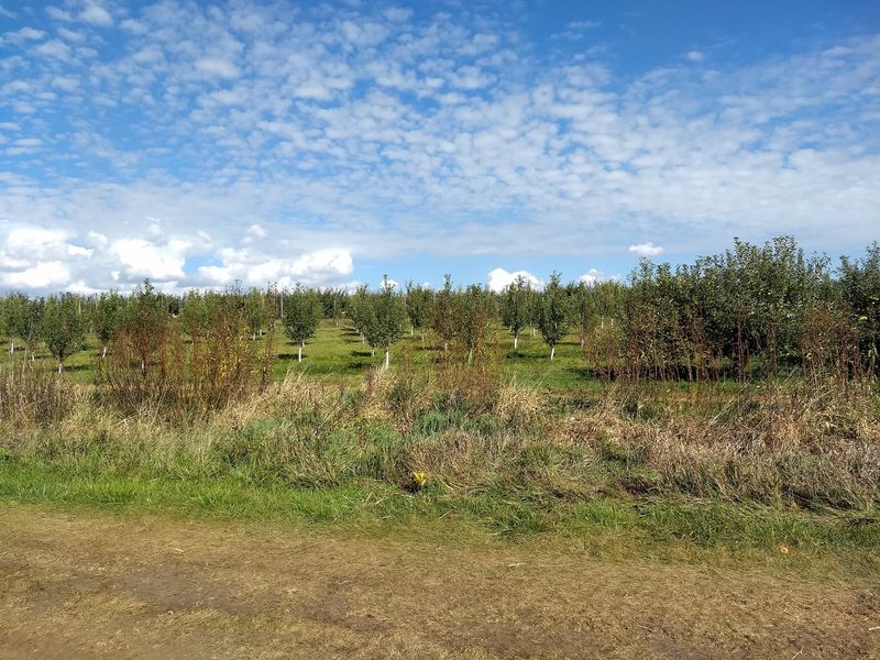 Why This Low-Key Orchard Earns A Spot On Your Fall List